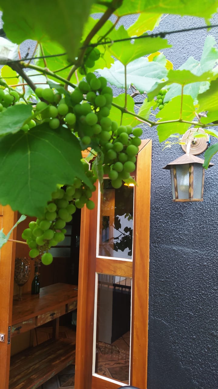 Uvas
